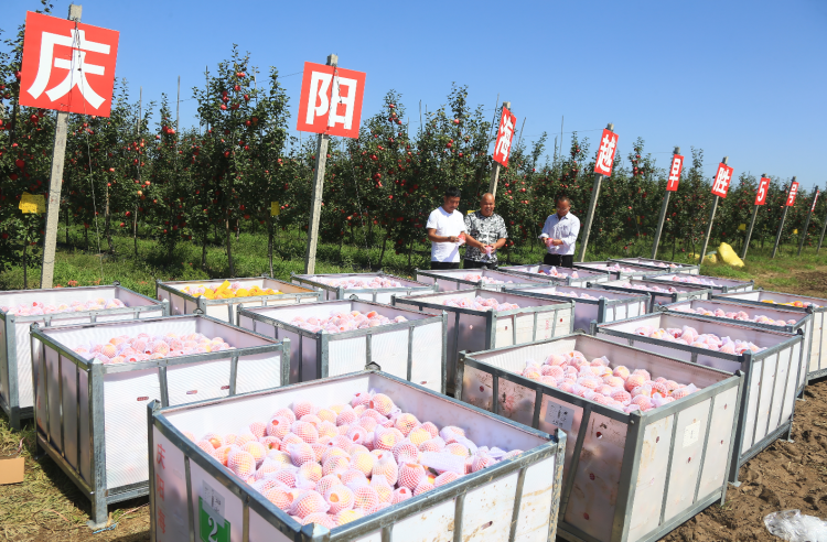 9月20日，慶陽海越農(nóng)業(yè)發(fā)展有限公司早勝基地蘋果喜獲豐收，吸引了外地客商前來采購。圖為客商正在查看果品。特約攝影 李建琪 攝