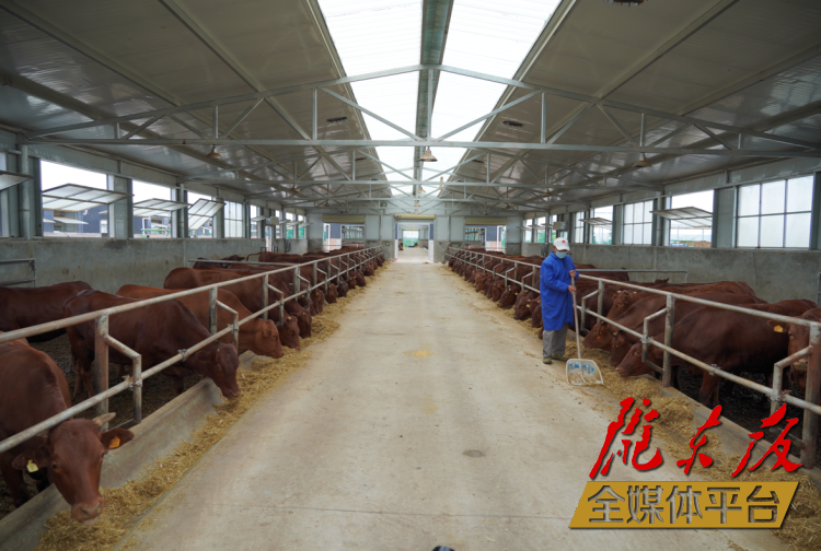 正寧縣正興現(xiàn)代農(nóng)牧千頭早勝牛繁育基地。本報(bào)記者 劉萍凝 攝