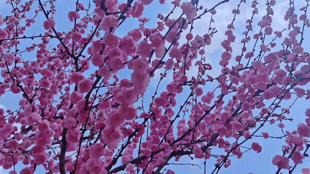慶陽(yáng)的春日，舉目晴明，一路春暖花開