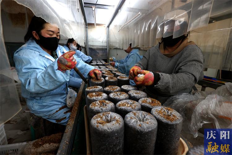 華池縣：菌菇飄香產業(yè)興