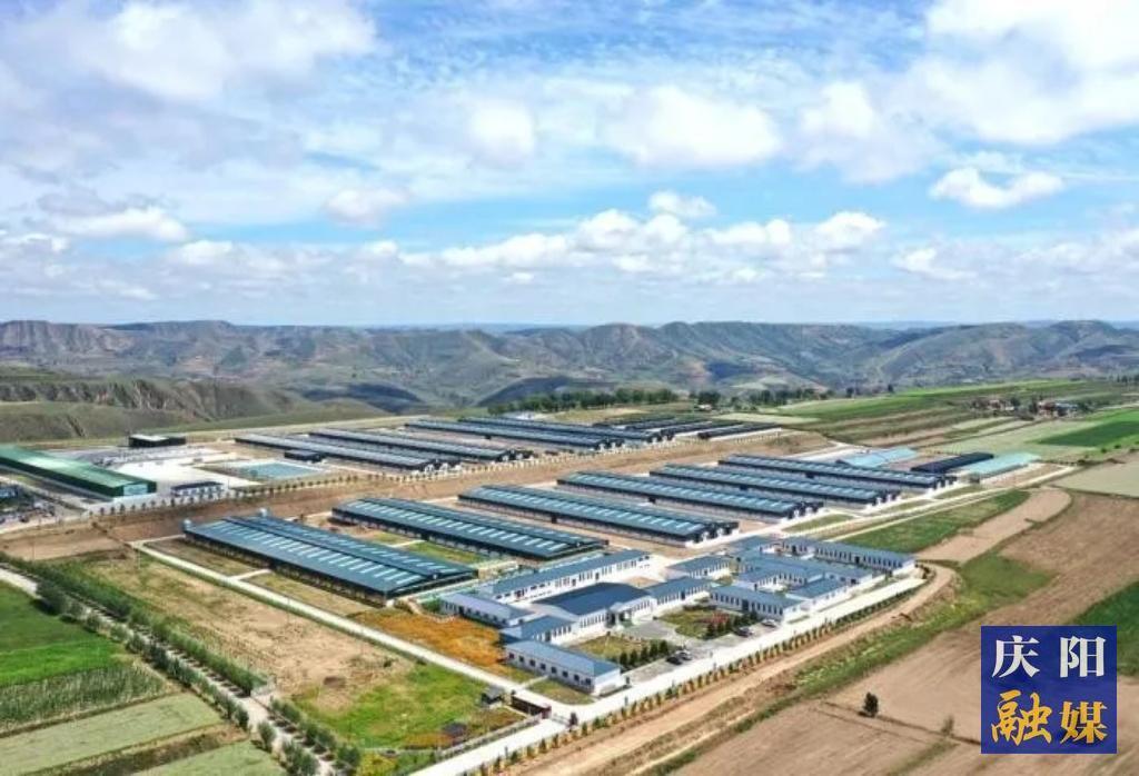 【報效祖國 建功西部】黃土地上的羊業(yè)逐夢人：李國智和他的科技團(tuán)隊(duì)