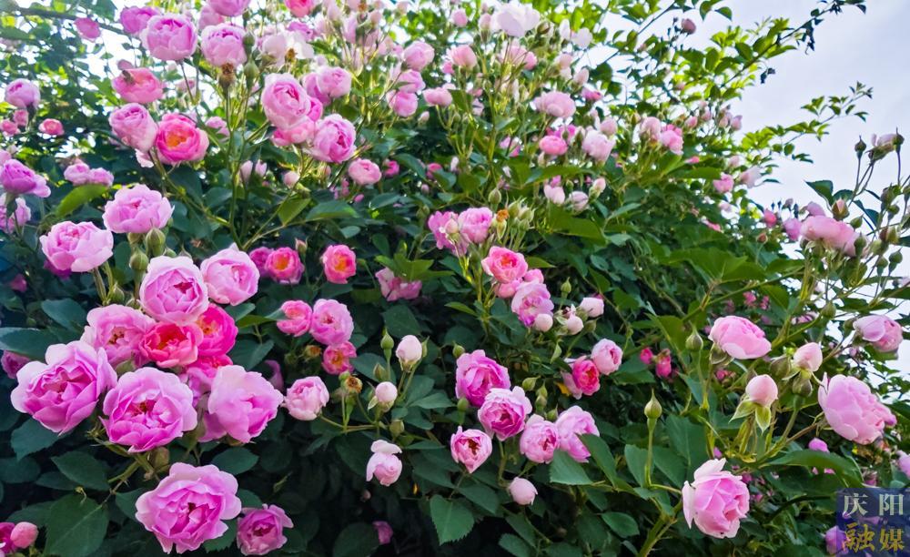 【攝影報道】薔薇花開！邂逅夏日的浪漫