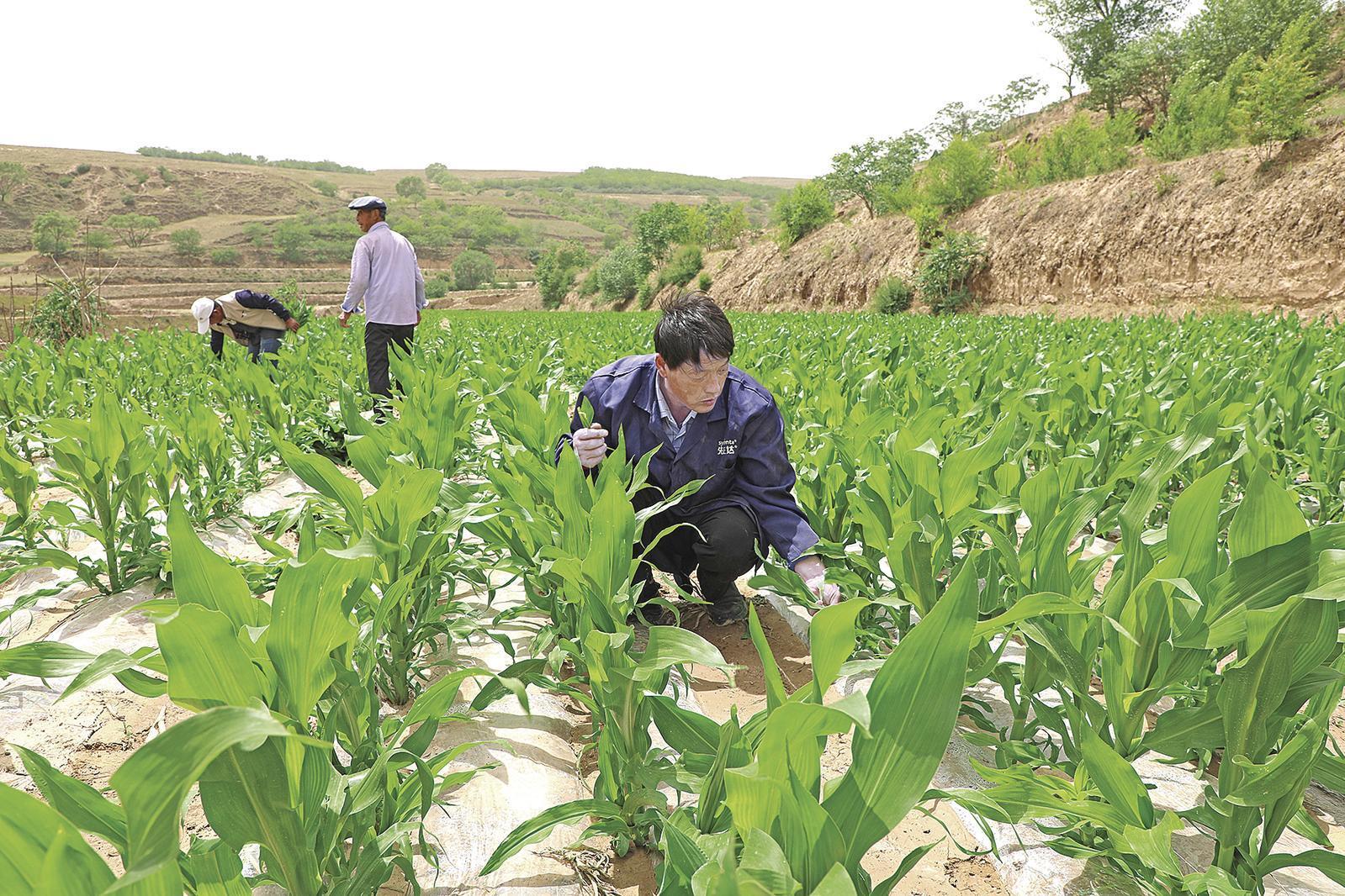 村民搶抓墑情，全力投入玉米管護、缺苗補種等農(nóng)事當(dāng)中